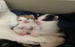 British Shorthair cats for sale: Beautiful kittens  - Image 8