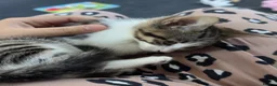 Mixed Breed cats for sale: Tabby kitten  - Advert 17