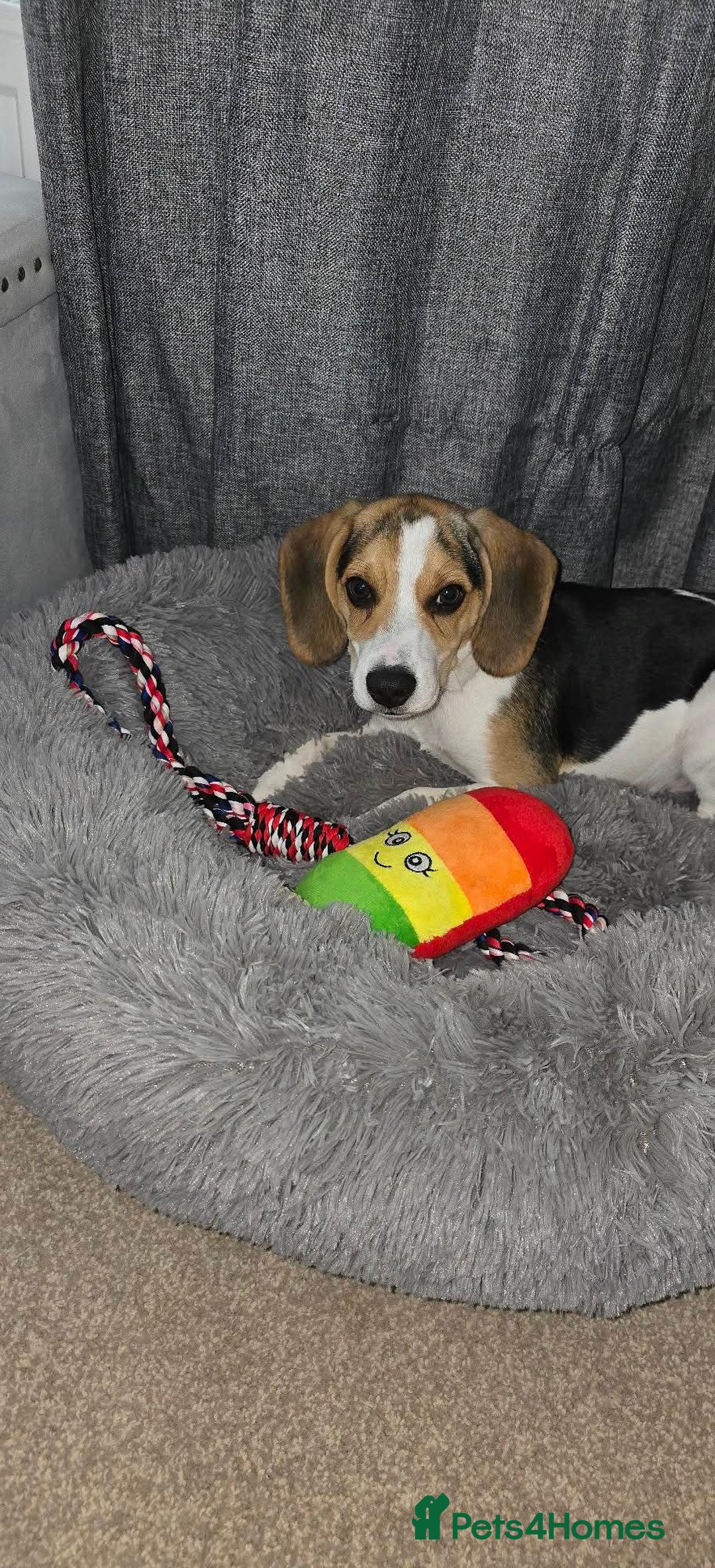 Beagle dogs for sale: This is Reggie  - Image 2