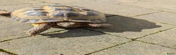Tortoise reptiles for sale: Horsefield tortoises - Advert 4