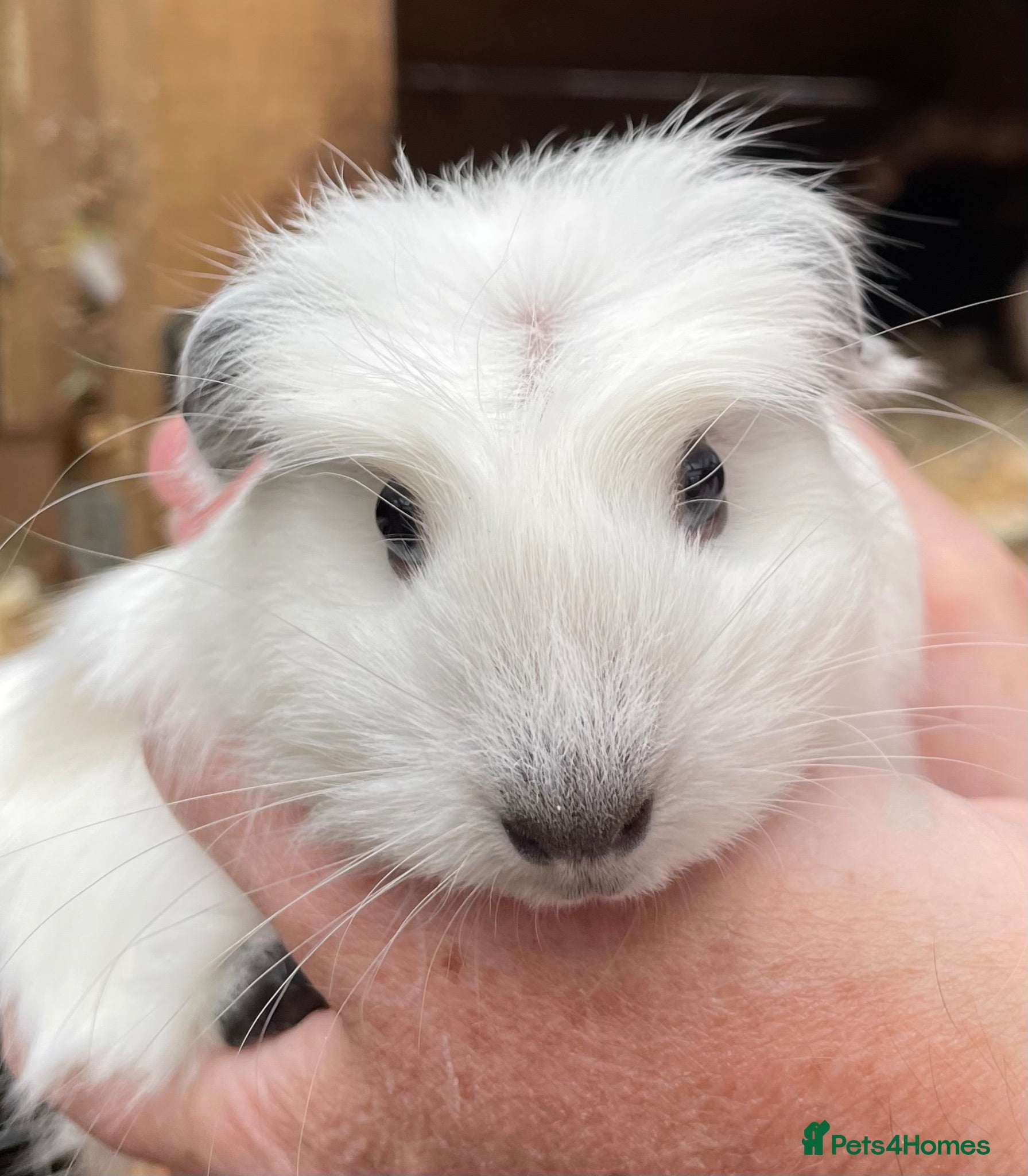 Guinea Pig rodents Baby Girl/Sows Guinea Pigs - Advert 21