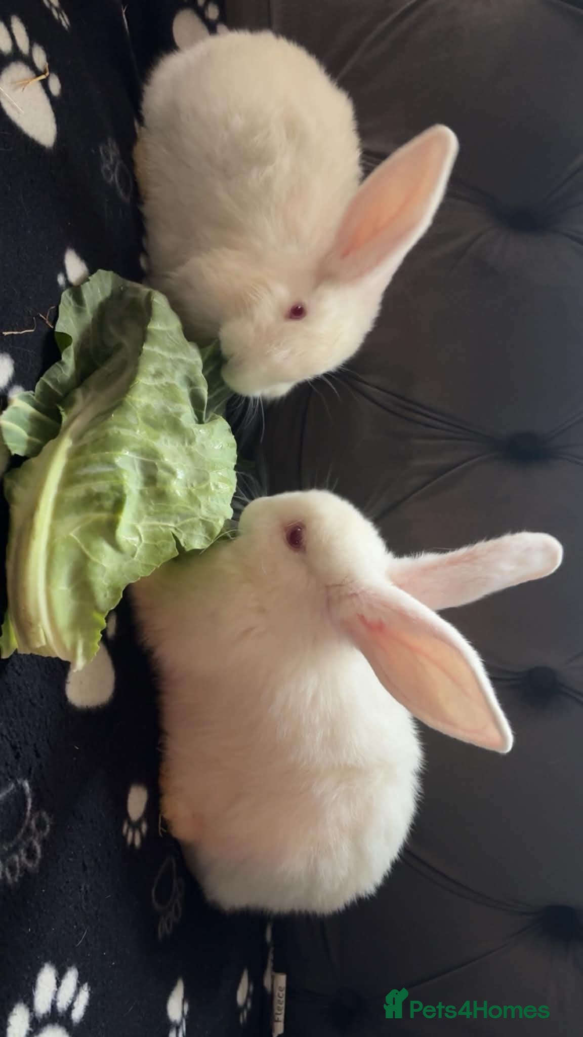 New Zealand rabbits 3 new Zealand rabbits for sale - Advert 4