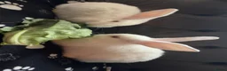 New Zealand rabbits for sale: 3 new Zealand rabbits for sale in Bellshill - Advert 1