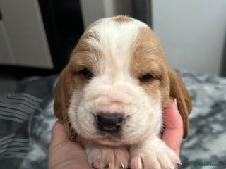 Basset Hound dogs Stunning Basset hound puppies!! KC reg. - Advert 2