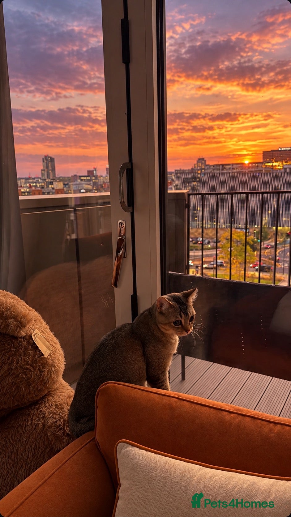 British Shorthair cats for sale: Golden tipped british shorthair + 1 yr pet plan - Advert 2