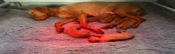 Hungarian Vizsla dogs for sale: Beautiful litter.  - Advert 5