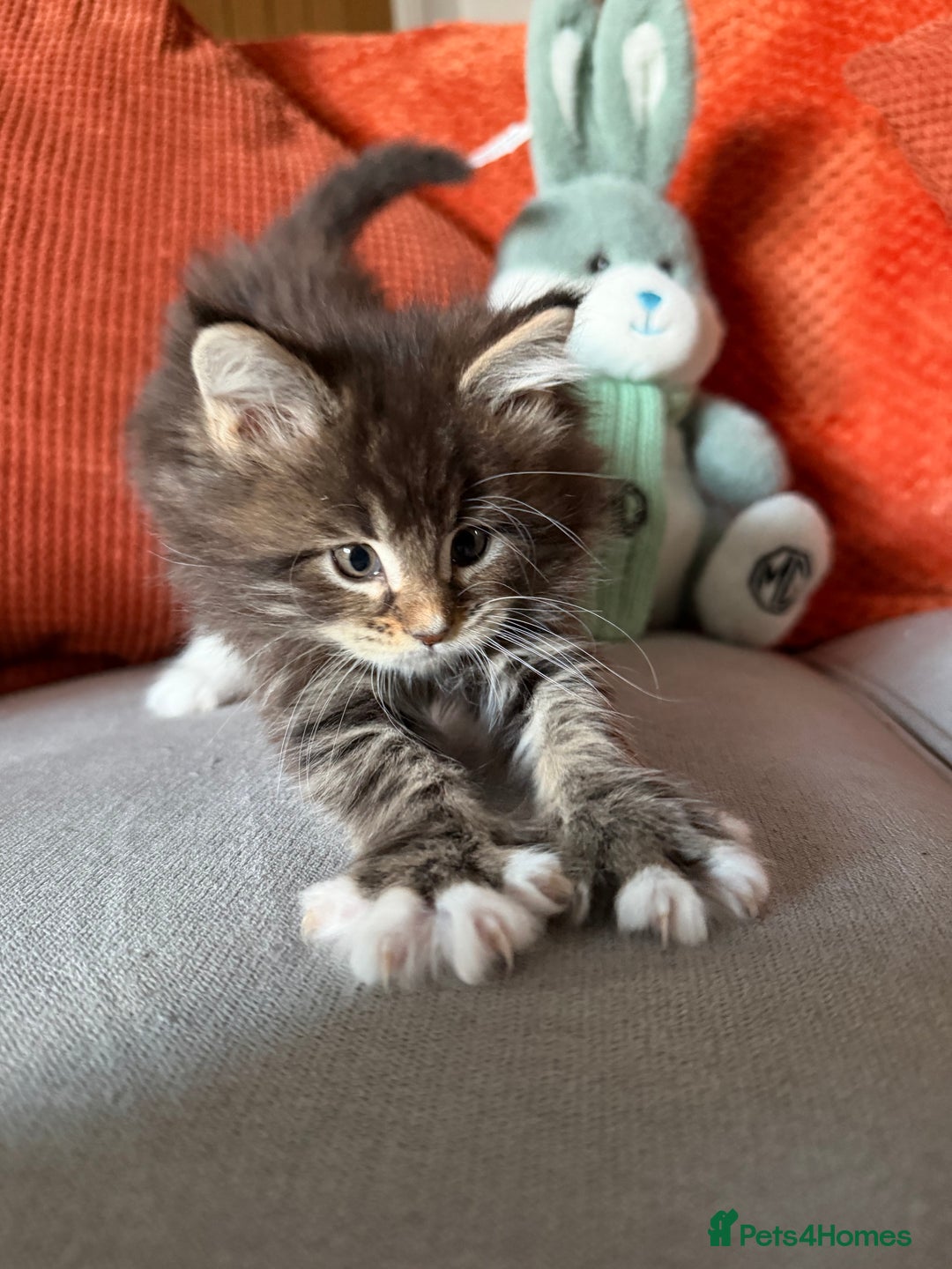 Maine Coon cats for sale: Little Maine coon babies - Advert 7