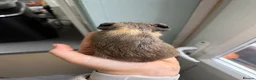 Guinea Pig rodents for sale: 2 beautiful baby boy guinea pigs  - Advert 4