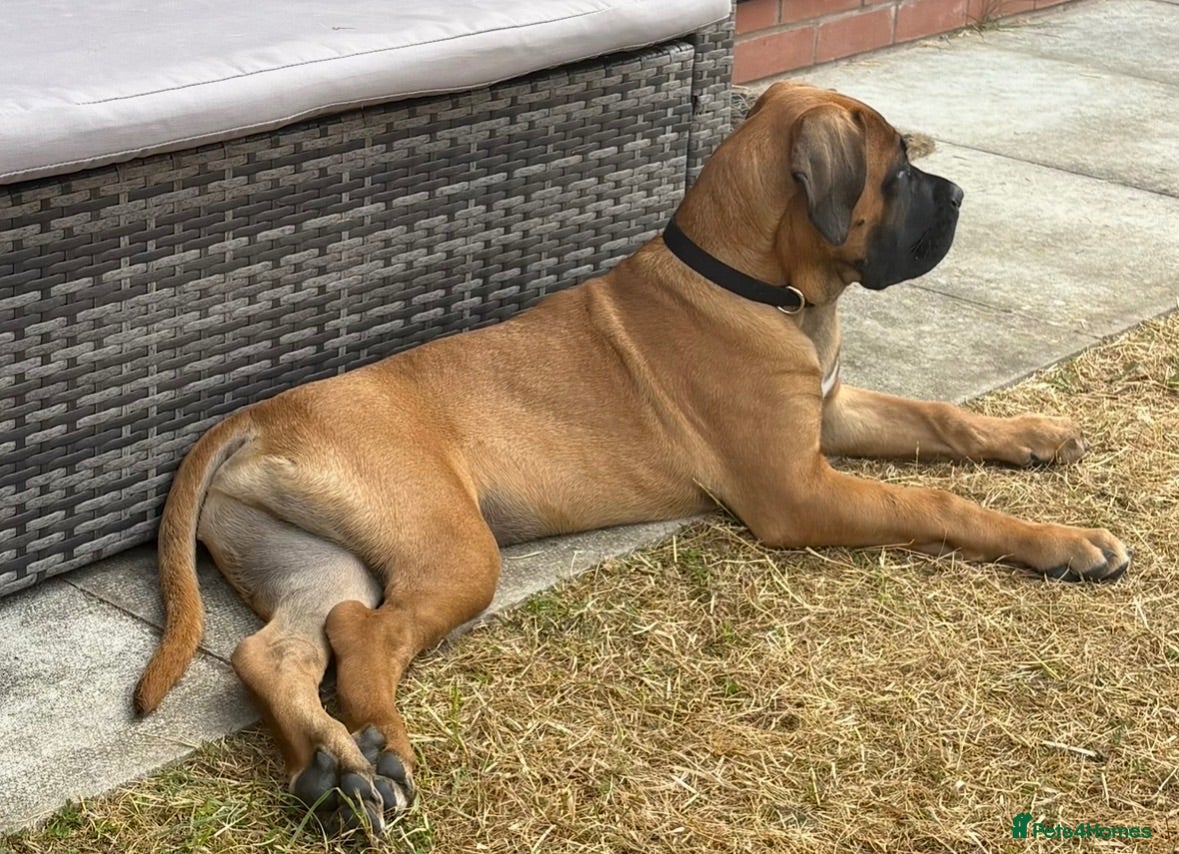 Mixed Breed dogs Boerboel x cane corso male  - Advert 13