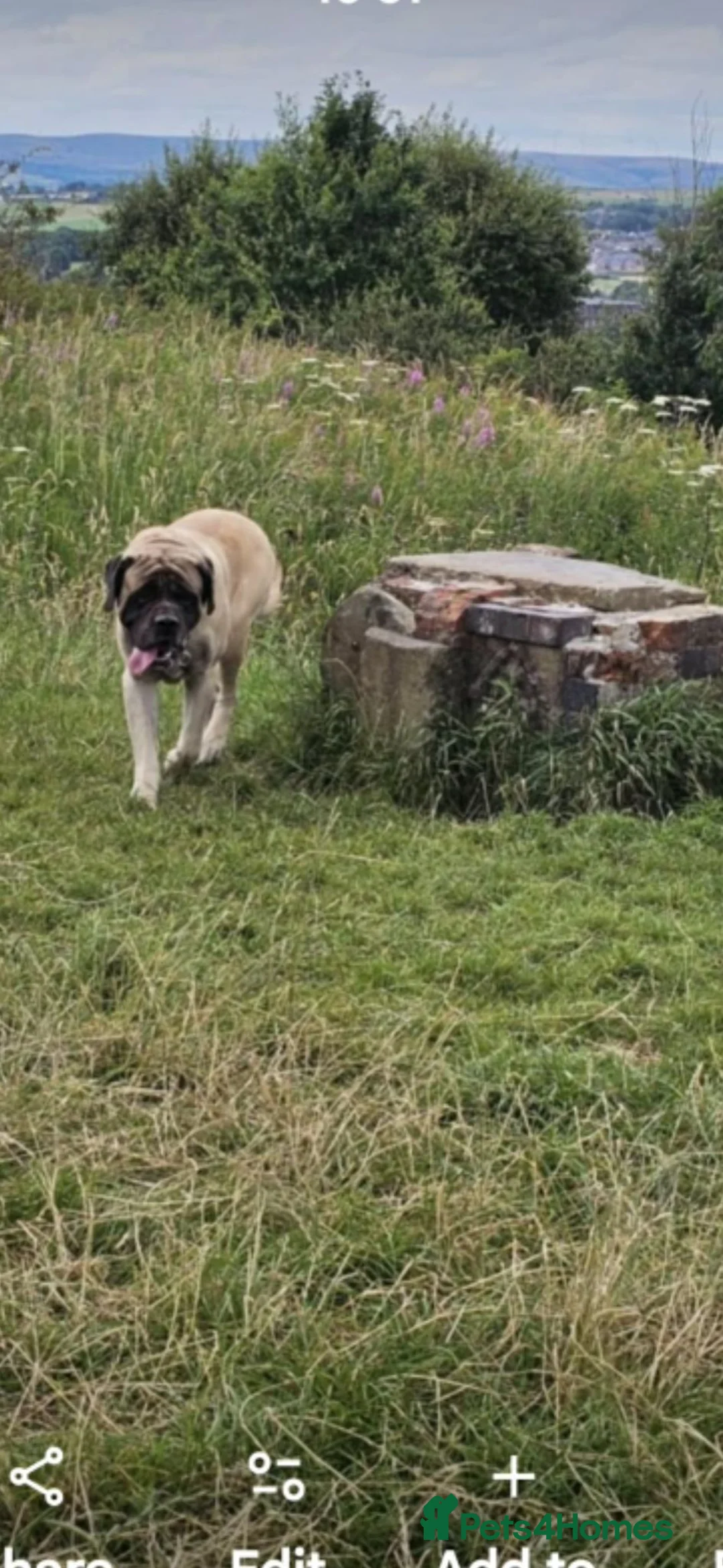Mastiff dogs for sale: English mastiff - Advert 4