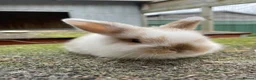 Mini Lop rabbits for sale: Beautiful mini lops looking for their forever home - Advert 3