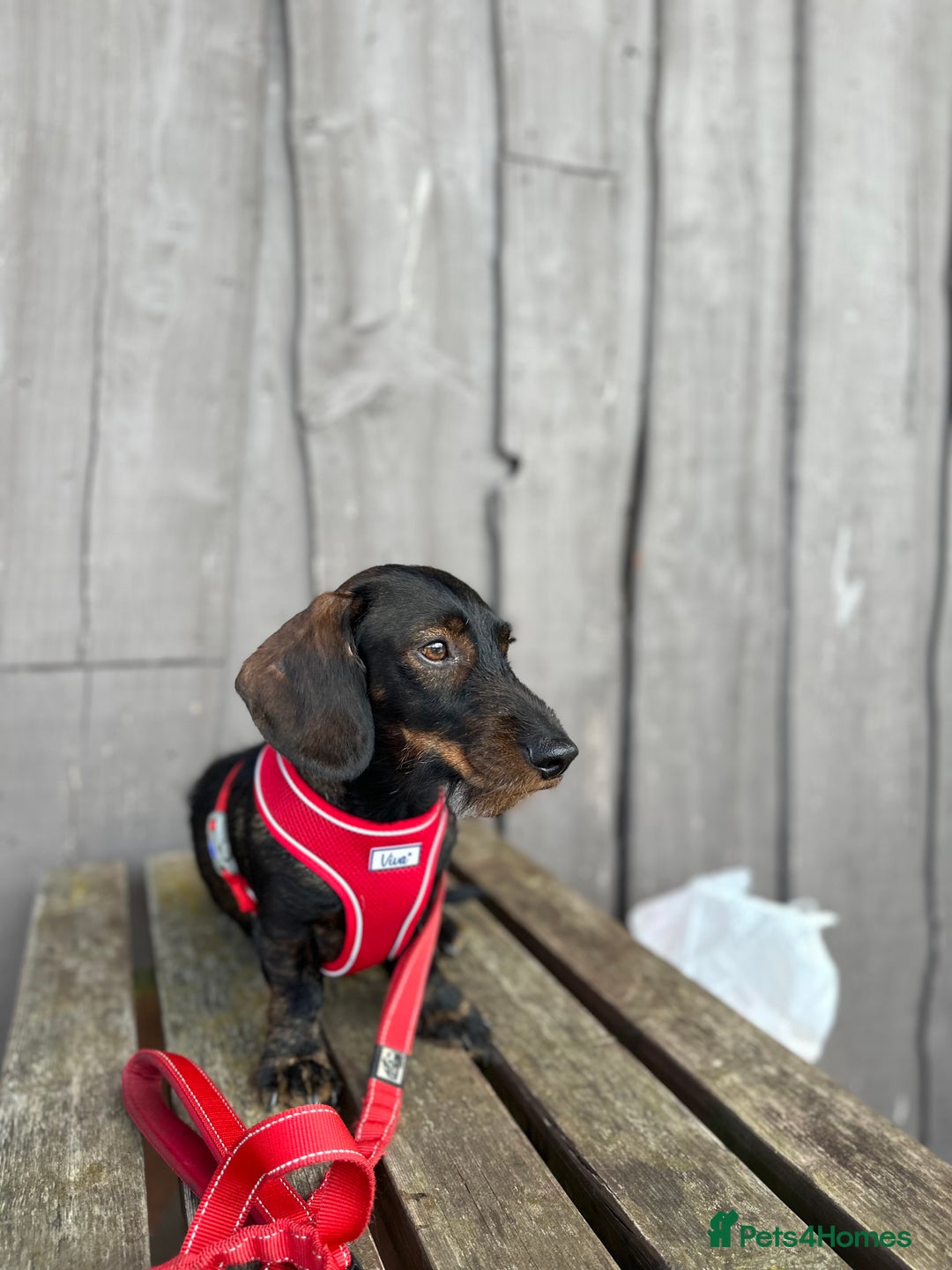 Dachshund dogs for stud: STUD Dachshund wired haired boy  in Rotherham - Advert 2