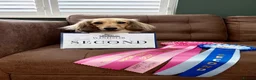 Miniature Dachshund dogs for sale: Miniature Long haired Dachshunds - Shaded Cream in Swindon - Advert 6