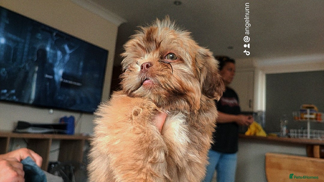 Shih Tzu dogs for sale: Beautiful shi tzu boy - Image 5