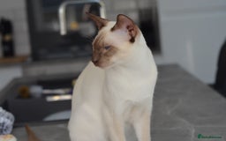 Siamese cats for stud: GORGEOUS WEDGEHEAD TYPE SIAMESE STUD - Image 14