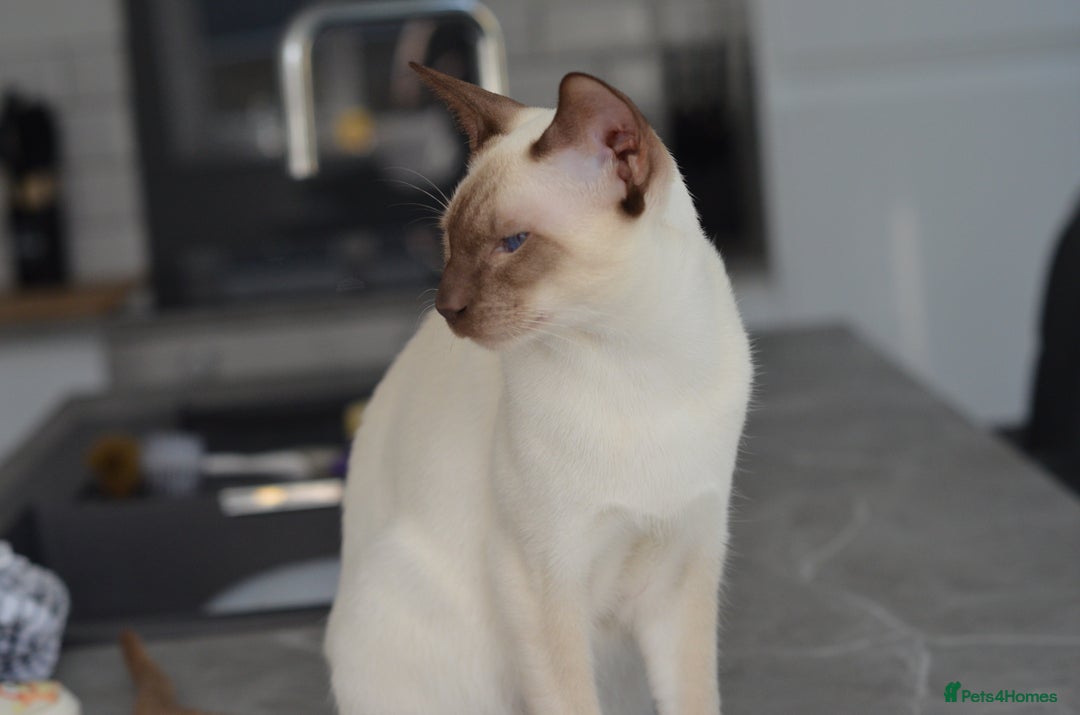 Siamese cats for stud: GORGEOUS WEDGEHEAD TYPE SIAMESE STUD - Image 14
