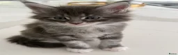 Maine Coon cats for sale: Maine Coon Kittens for sale (Surrey location) - Advert 16