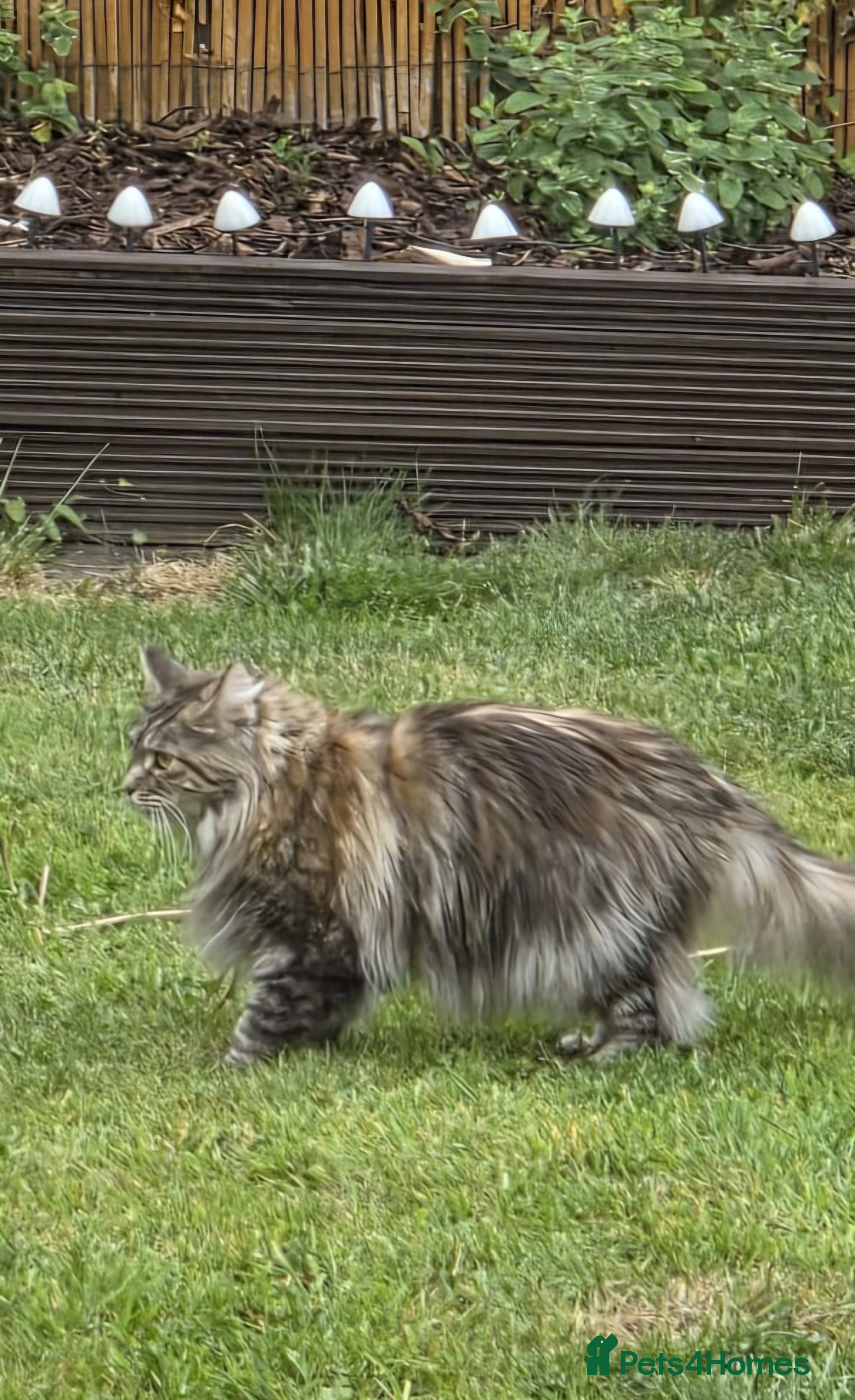 Maine Coon cats 3 Maine Coon kittens, 1 girl, 2 boys - Advert 1