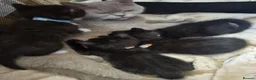 British Shorthair cats for sale: Beautiful British short hair cross kittens - Advert 5