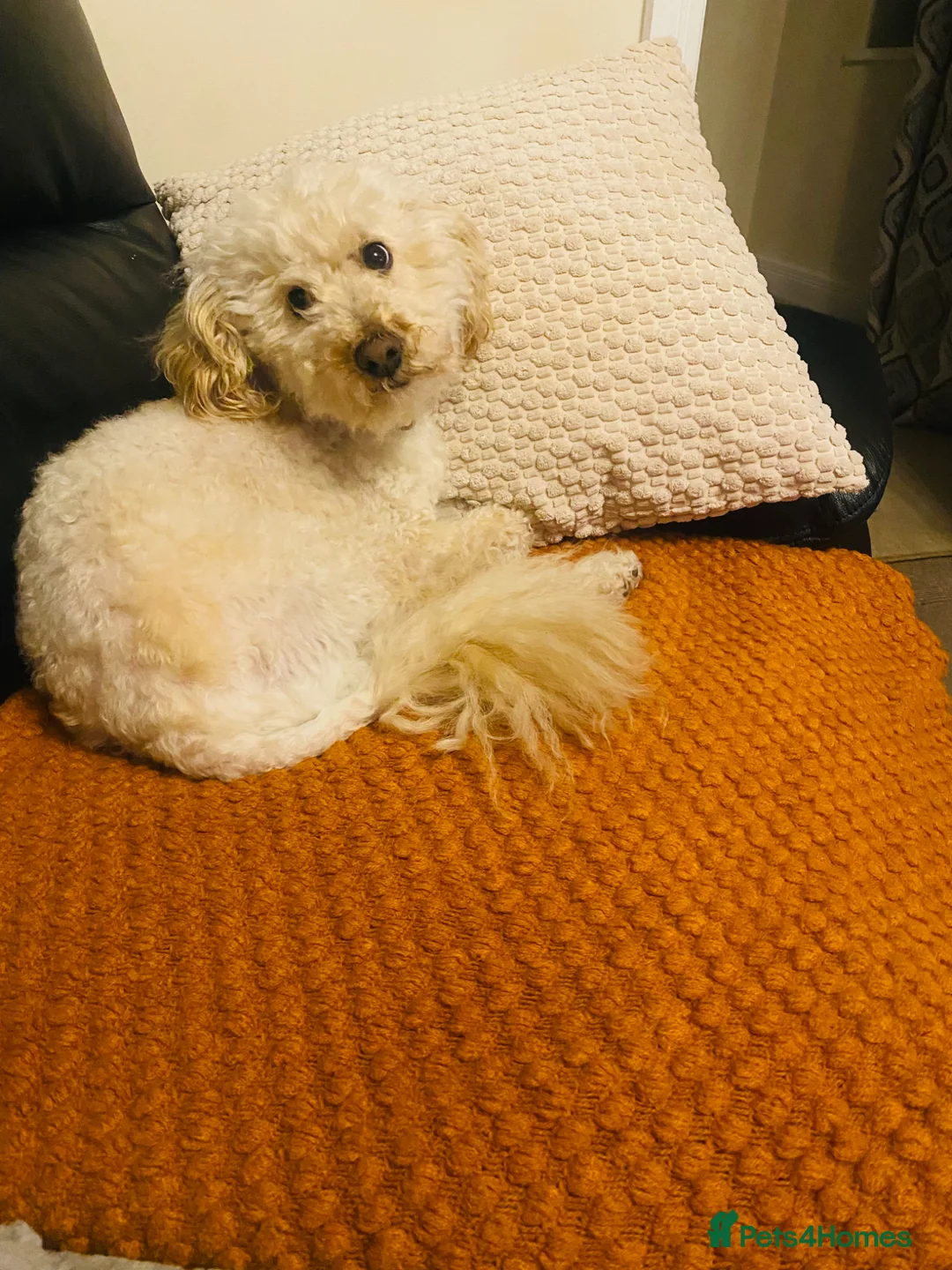 Cavapoo dogs for sale: Cavapoo pups  - Advert 10
