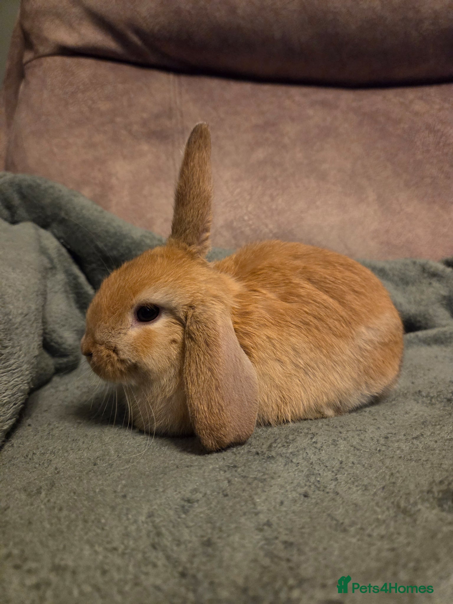 Mini Lop rabbits Mini lop rabbits ready now - Advert 2