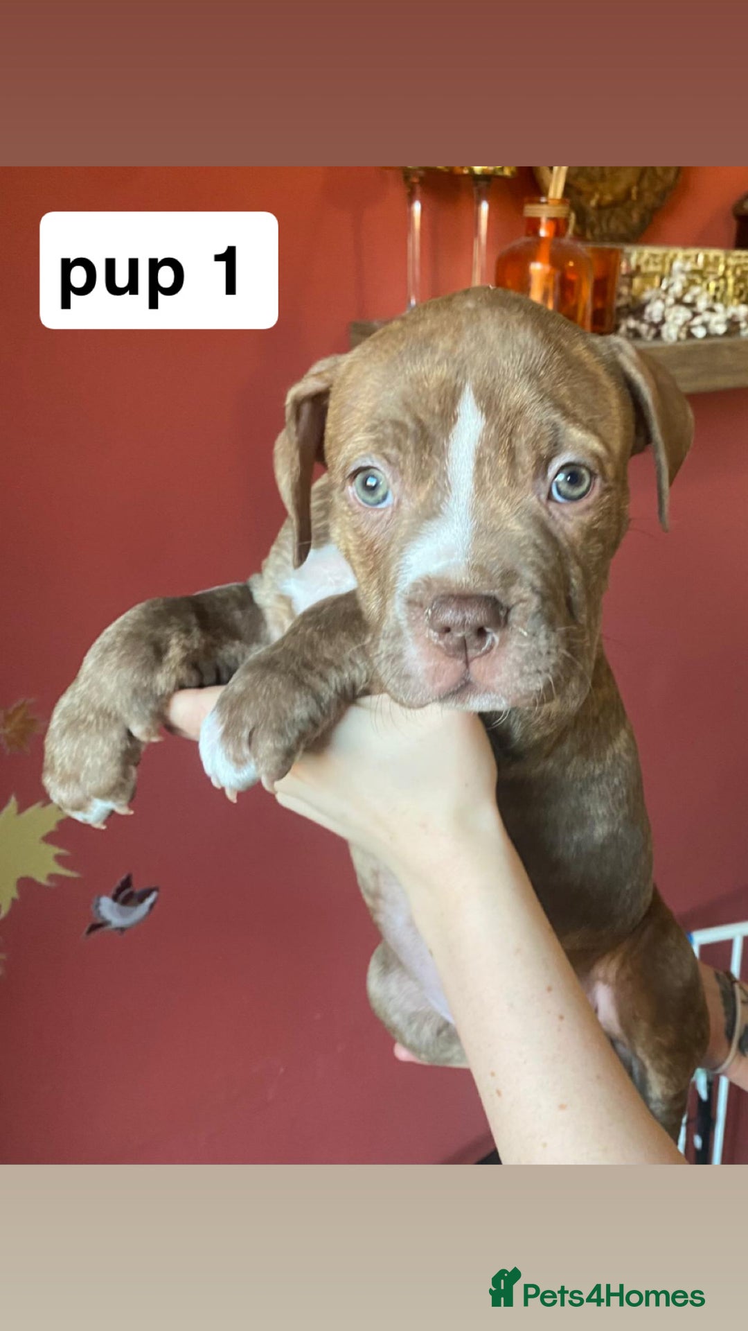 Mixed Breed dogs for sale: staffy X  - Advert 2