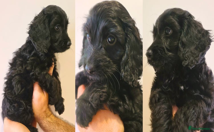 Cockapoo dogs - Advert 5
