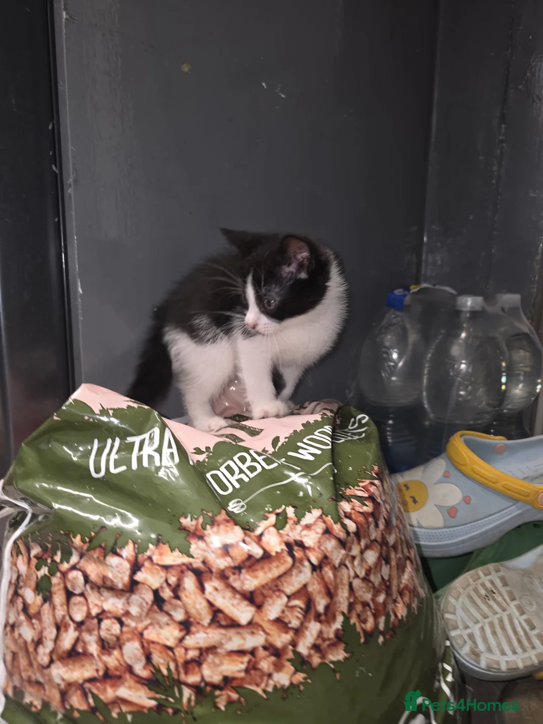 Mixed Breed cats for sale: Kittens - Advert 2