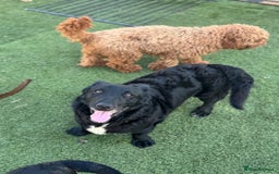 Mixed Breed dogs for adoption: Dashing Dave ready for a new home! - Image 3