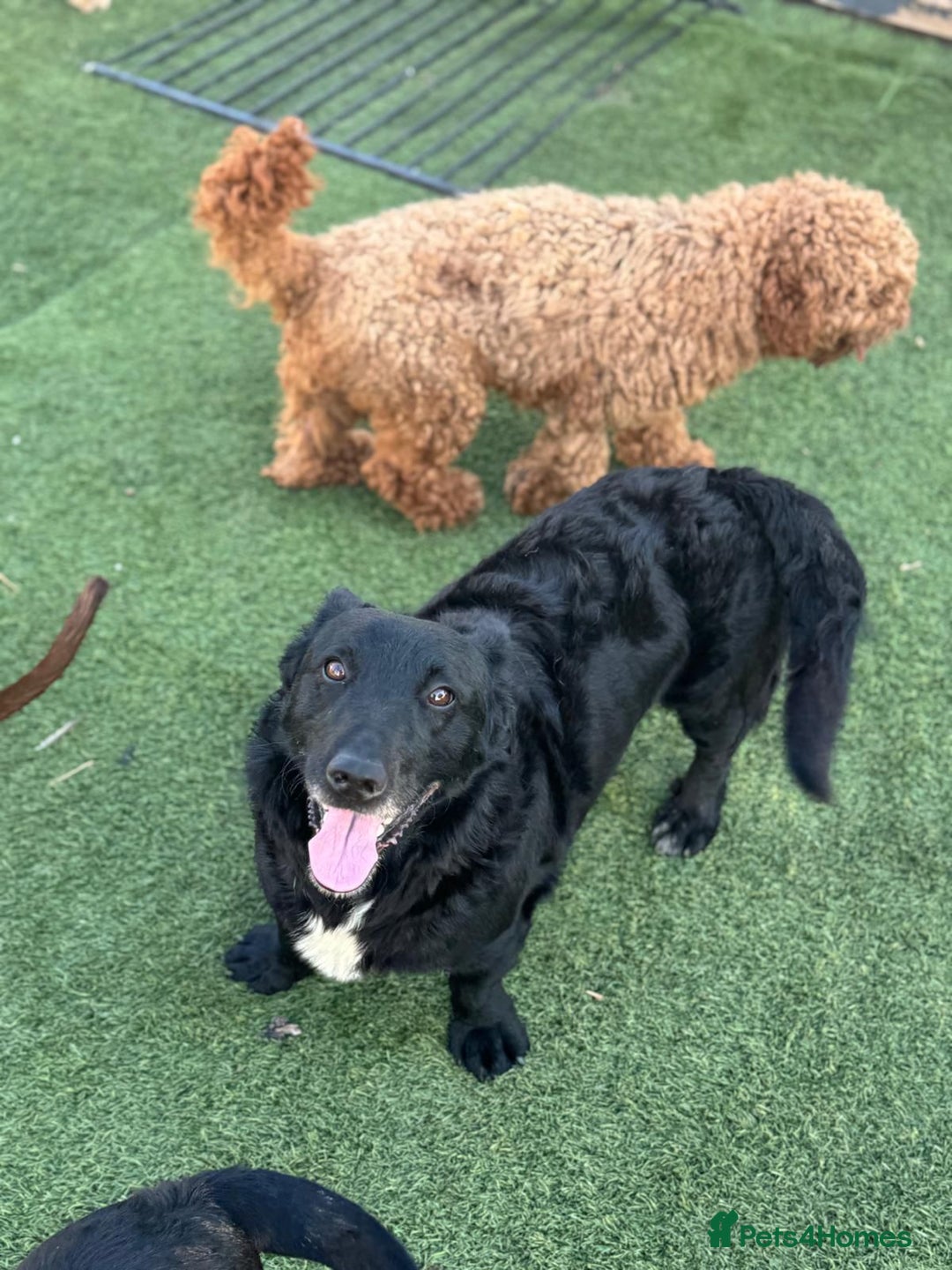 Mixed Breed dogs for adoption: Dashing Dave ready for a new home! - Image 3