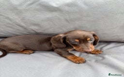 Miniature Dachshund dogs for sale: Miniature dachshunds - Image 23