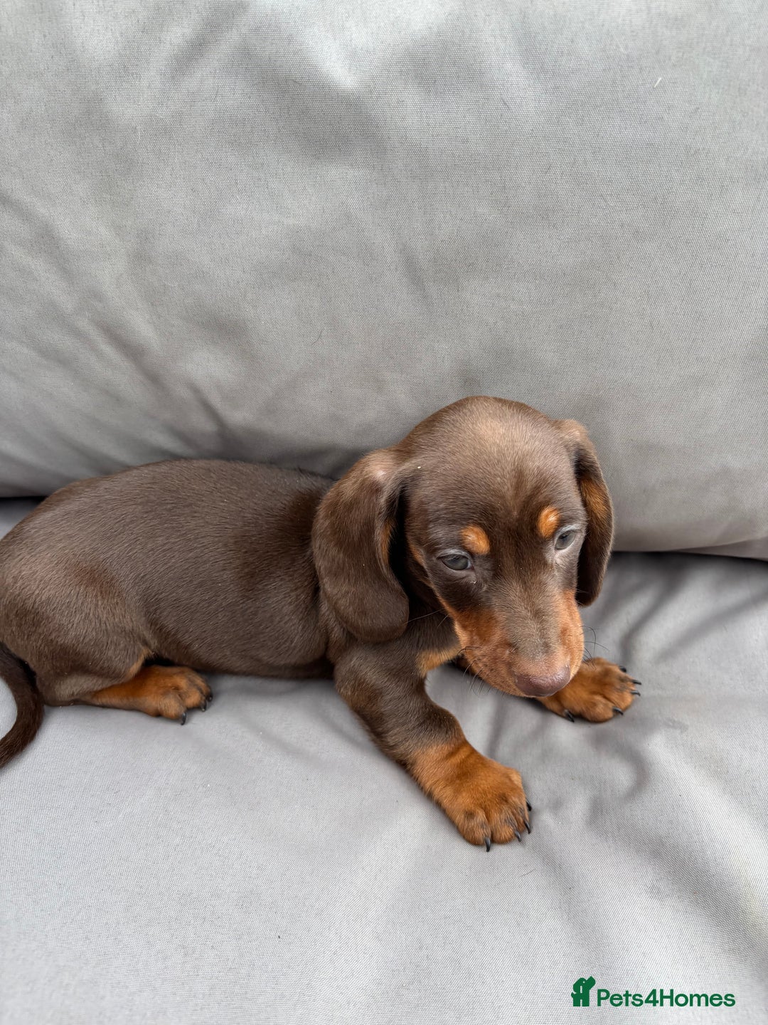 Miniature Dachshund dogs for sale: Miniature dachshunds - Image 23