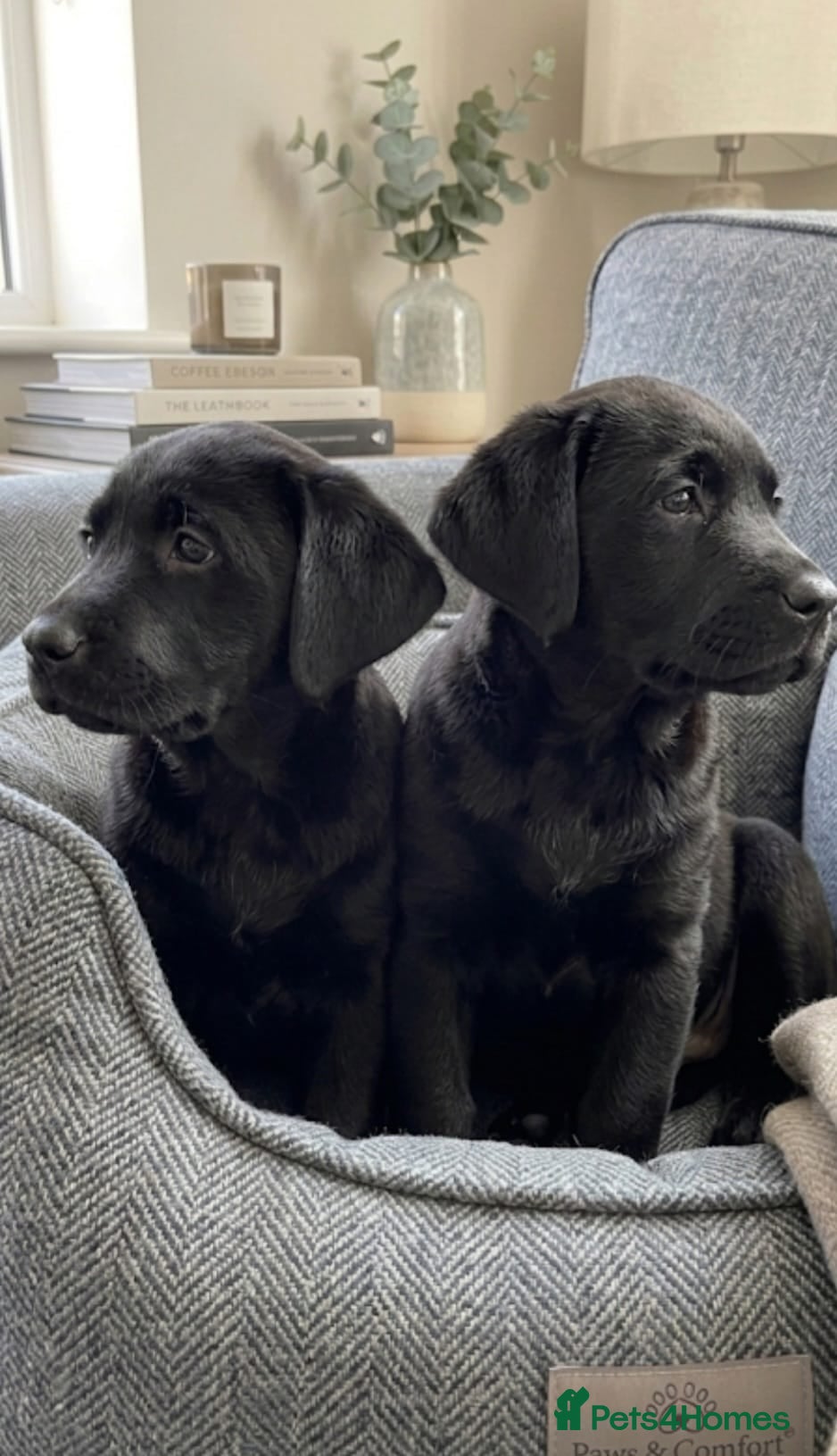 Labrador Retriever dogs Labrador puppies - Advert 3