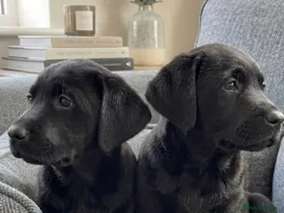Labrador Retriever dogs Labrador puppies - Advert 2