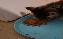 Mixed Breed cats for sale: 8 week kittens - Image 4