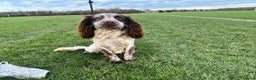 Cocker Spaniel dogs for sale: 1 kc cocker spaniel Bracken available  - Advert 1