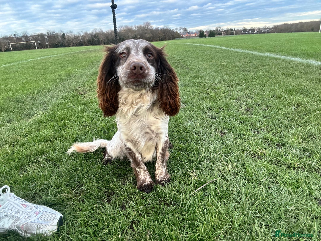 Cocker Spaniel dogs for sale: 1 kc cocker spaniel Bracken available  - Advert 1
