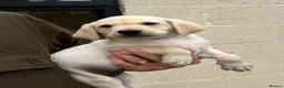 Labrador Retriever dogs for sale: 3 male KC parents health tested from a FTCH WINNER - Advert 3