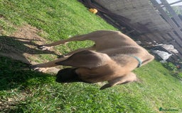 Great Dane dogs for sale: Only 3 left - Pedigree Great Dane Puppies in Dumfries - Image 3
