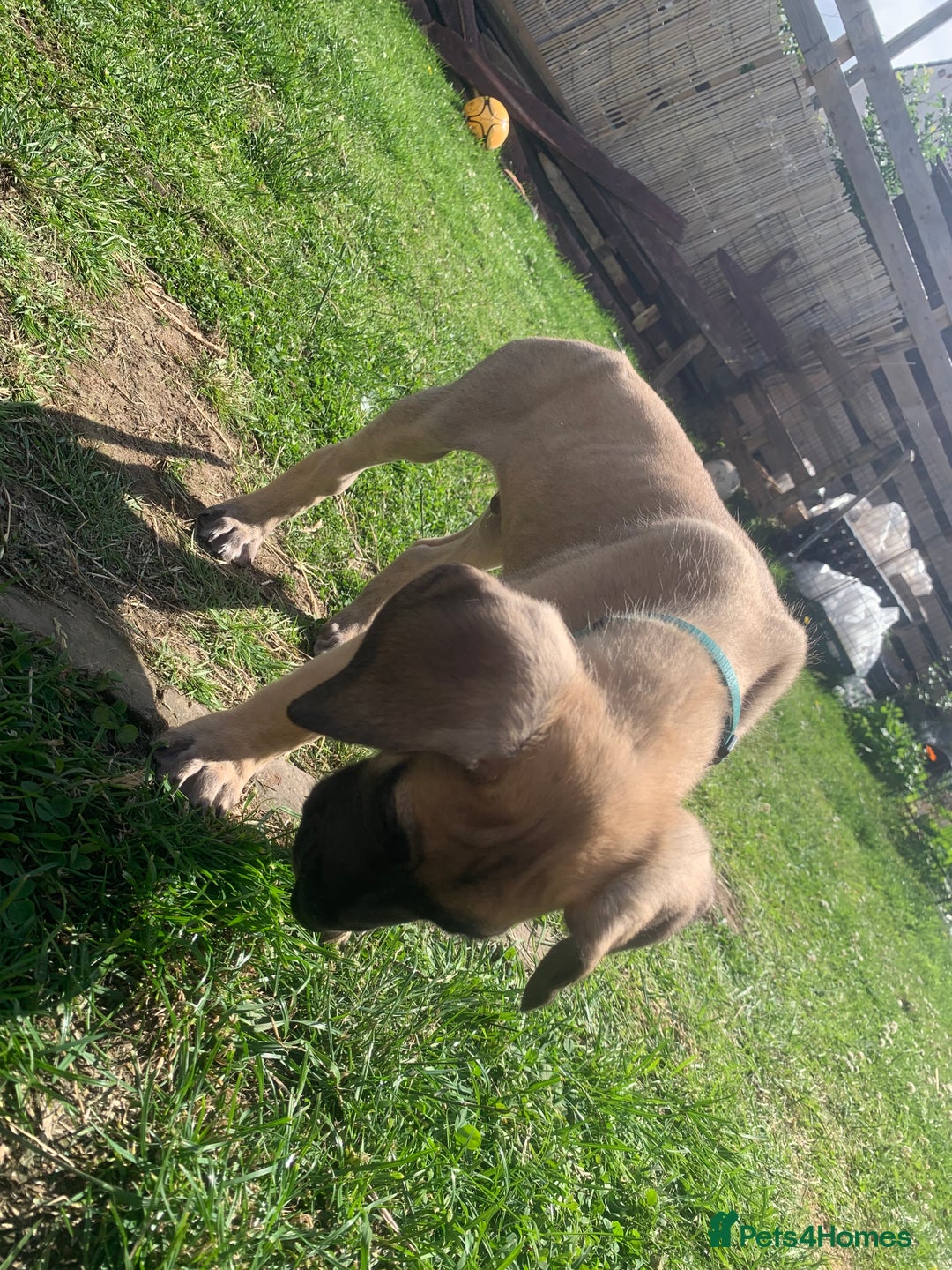 Great Dane dogs for sale: Only 3 left - Pedigree Great Dane Puppies in Dumfries - Image 3