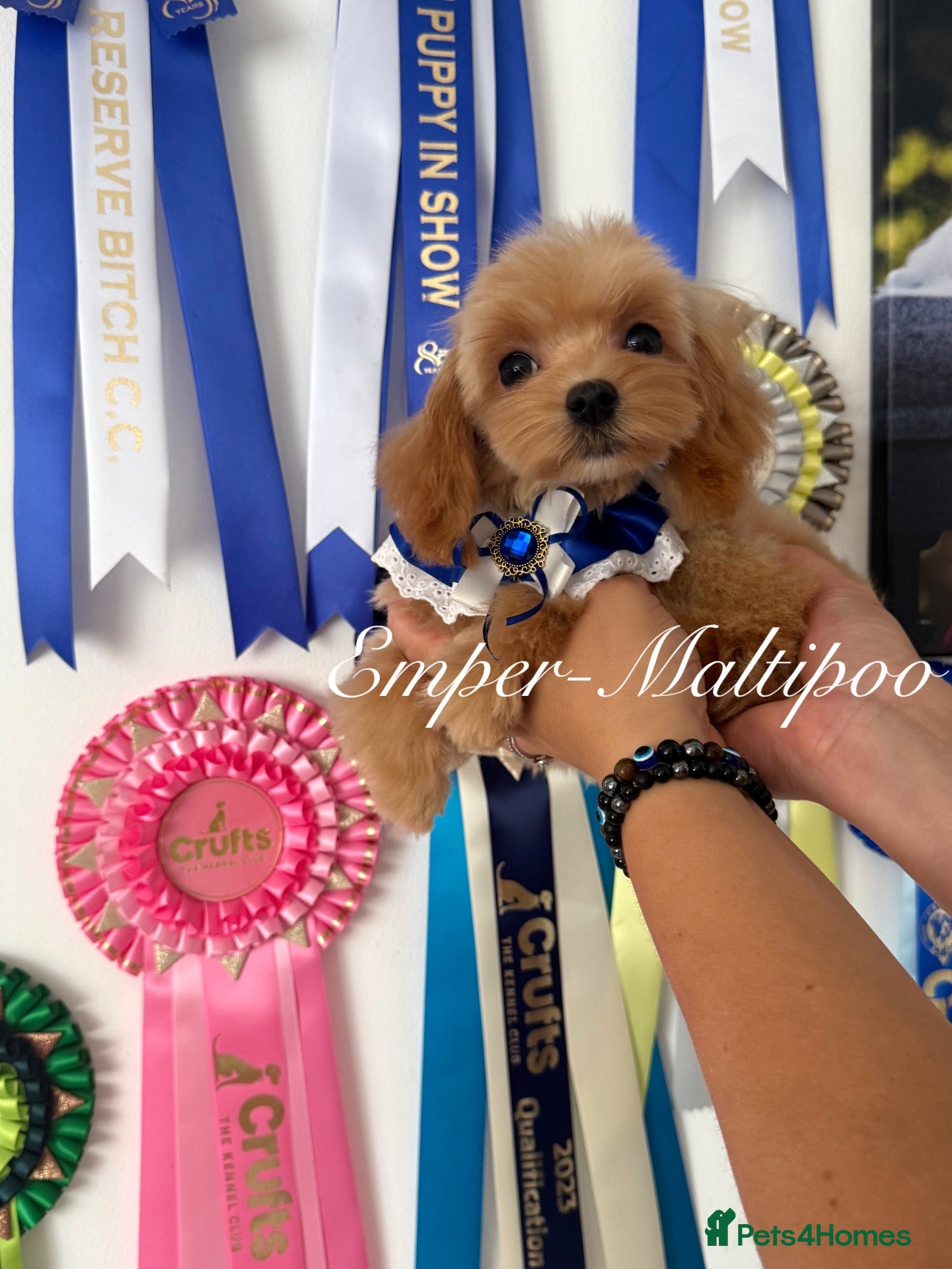 Maltipoo dogs Tiny teddy Maltipoo- from Asian teddy poodle dad - Advert 2