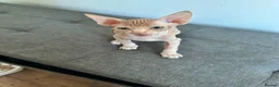 Sphynx cats for sale: Canadian sphynx ready to leave now  - Advert 18