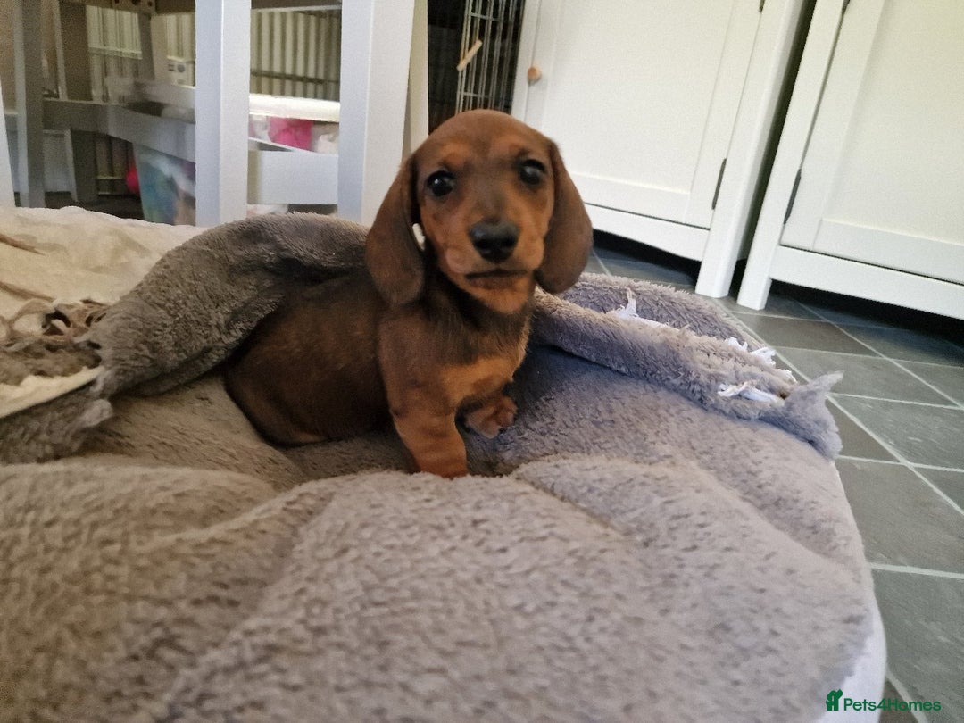 Dachshund dogs for sale: Champion sired, show quality miniature, ready now. - Image 11