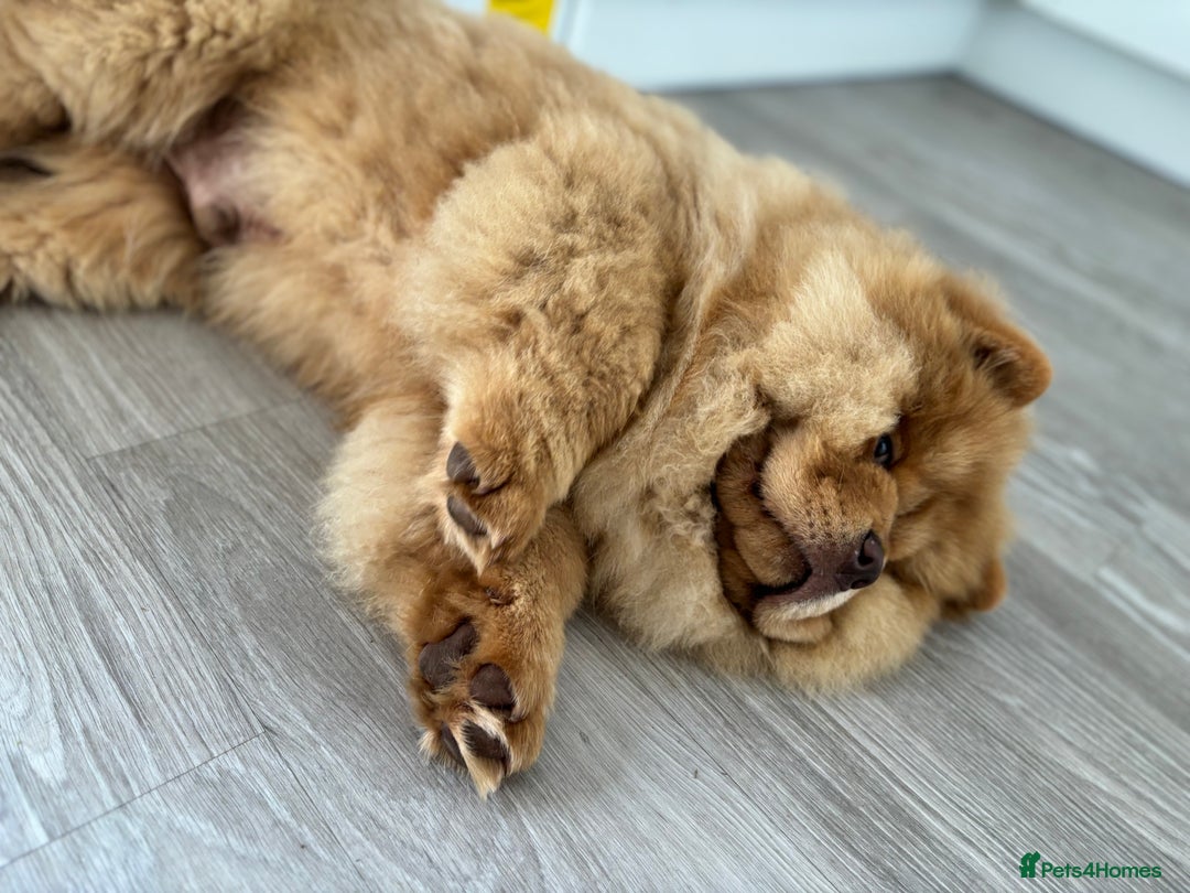 Chow Chow dogs for sale: Champion pedigree chow chow puppies in Northampton - Image 26