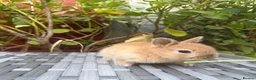 Netherland Dwarf rabbits for sale: Pure Netherland-Dwarf - Advert 4