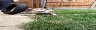 American Bully Pocket