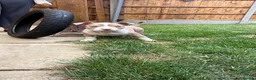 American Bully dogs for sale: American Bully Pocket Female – My First Pick 🐾 - Advert 16
