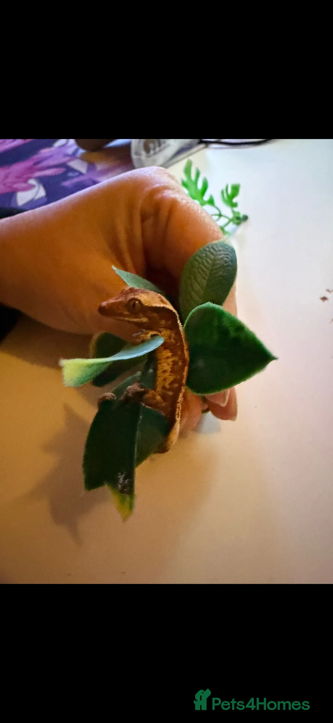 Gecko reptiles for sale: Baby crested gecko  - Advert 2