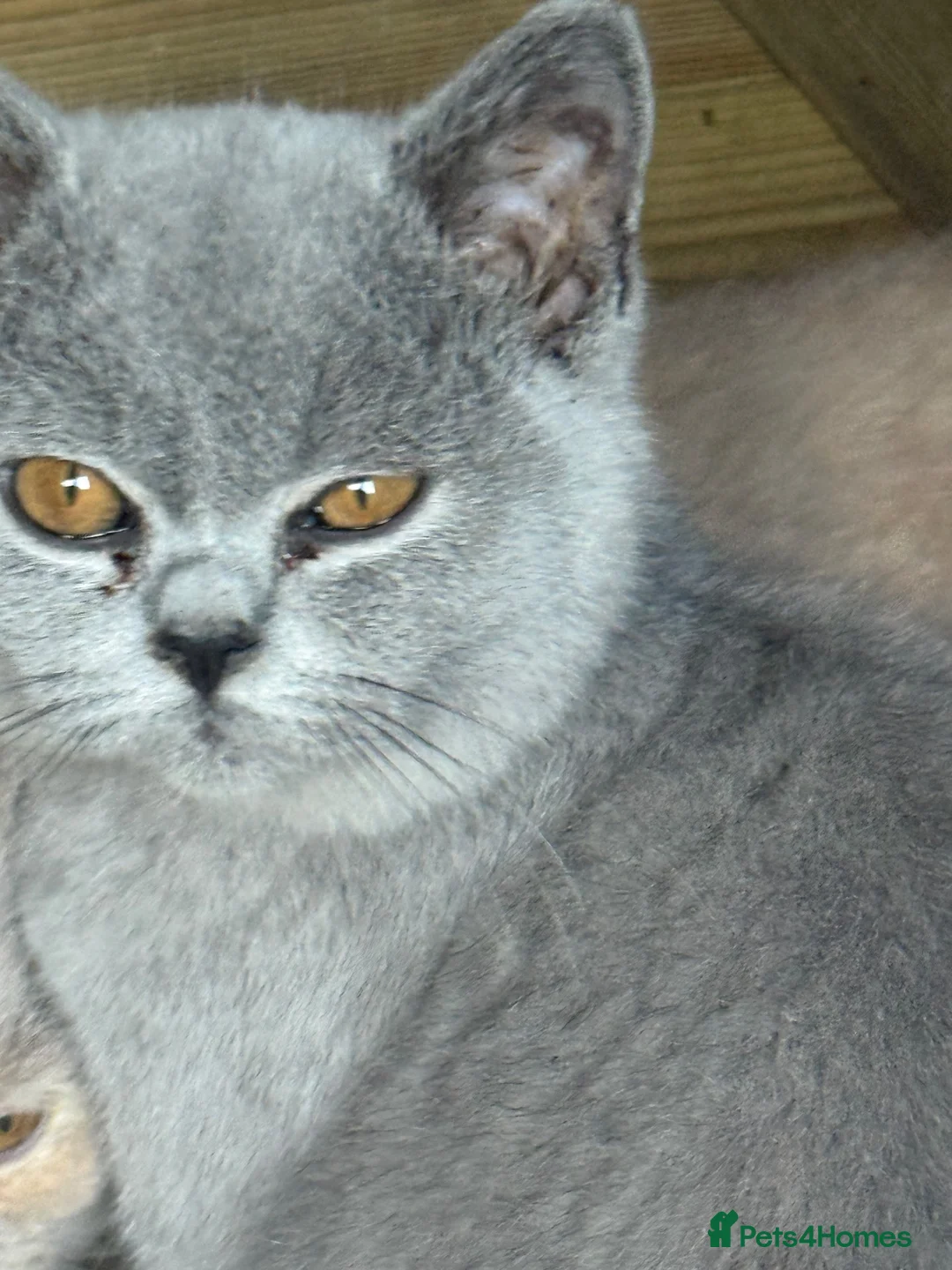 Brazilian Shorthair cats for sale: 💙💙💙💙Lilac & Blue Kittens 💙💙💙💙 - Advert 10