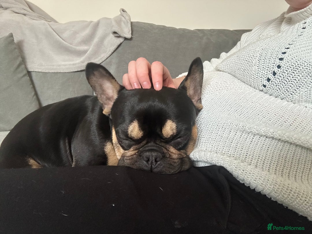 French Bulldog dogs for sale: Frenchie for sale - Advert 3